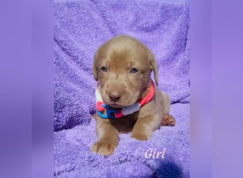 Labrador Aussiedor Welpen  in silber und silber merle aus liebevoller Zucht