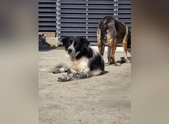 Joschi, Rüde, *ca.24.05.2020, ca. mittelgroß, vertraut nur schwer, schüchtern, freundlich, neugieri