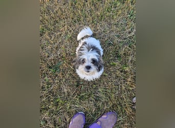 Shih Tzu Mix Welpen vom 18.03.25