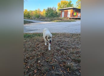 Golden Retriever Deckrüde