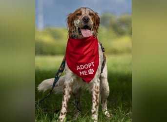 Lieber Setter ♥Luca♥ in 84513 Töging