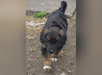 KAYA - süße Kuschelmaus sucht ein Zuhause