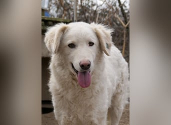 Neve - schüchterner Hund sucht seine Menschen