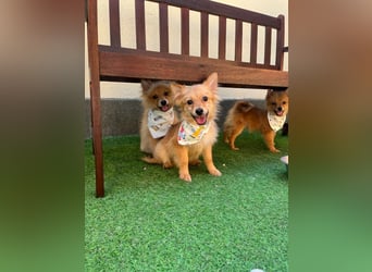 Charlie SR - Kuschelspitz mit großem Nachholbedarf