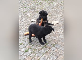 Schäferhund-Mischlingswelpen