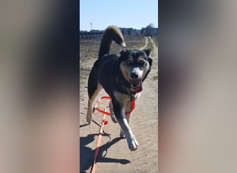 Tolle Husky-Mischlingshündin „Dorothea“, ca. 2022 geboren