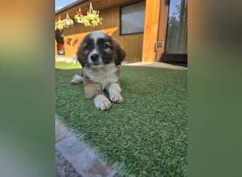 Iona  - auf einem Feld gefunden