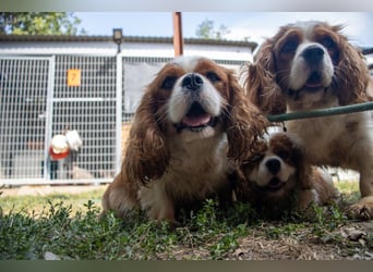 Chili, schüchteres Cavalier King CHarles Spaniel Hündin geb. 2020