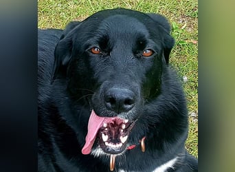 Ein besonderer Hund sucht seine Familie…