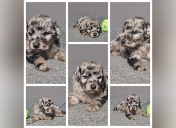 Aussiedoodle Traum ! Bezaubernde Welpen in tollen Farben aus erfahrener+überprüfter Familienaufzucht