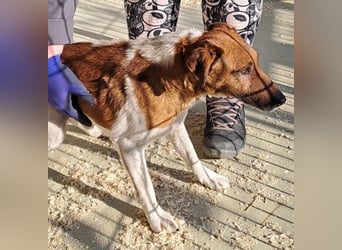 AKO, RÜDE, FOXTERRIER-MIX, 7 JAHRE