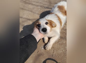 Tiffany, kleines Hundemädchen sucht eine Familie