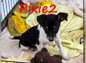 Pixie2 geb. 04/2025 (GRC) - freundliche, goldige kleine Welpin!