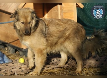 Phoenix sucht ein Zuhause