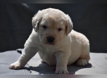 süße reinrassige Goldenretriever Welpen geboren