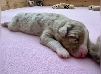 Red Merle Rüde, Australian Shepherd
