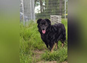 Wunderschöner Loki sucht Pflegestelle oder ruhiges Zuhause