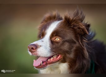 Wurf Ankündigung,  reinrassige Border Collie Welpen mit Papieren!!