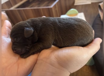 Zwei süße Rüden suchen noch ein Zuhause