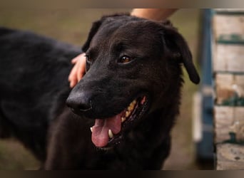 KYLO – Labradormix - freundlicher Begleiter mit ruhiger Ausstrahlung