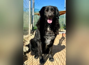 Ricky, geb 01/22 - süßer Schmusebär sucht seine Familie