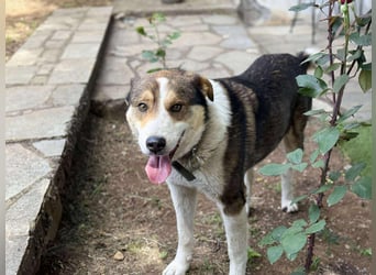 Verspielter Schäferhund-Mix sucht sein Glück!