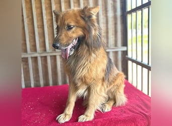 ❤️ superlieber ALFI - 1,5 Jahre, 46cm/16kg - Mischling