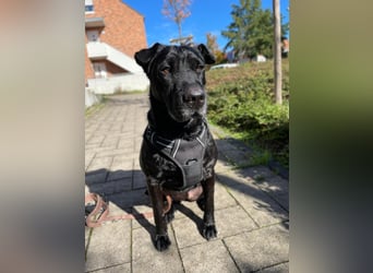 FRIDA ❤️ gemütlicher Labrador Shar-Pei Dame, Pflegefamilie Köln