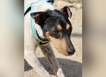 Rocky, offen, freundlich und neugierig