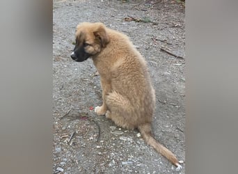 Kleiner Tyrion sucht großes Herz