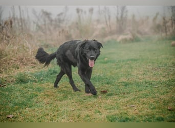 Kaukase-Hovawart Mix sucht neues Zuhause