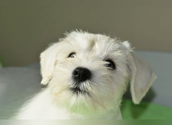 Welpen weiß Zwergschnauzer Rüde