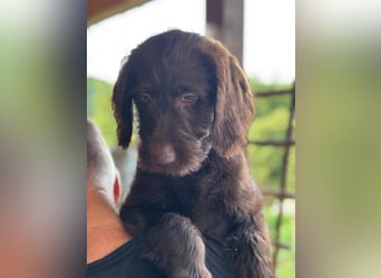 Labradoodle Welpe