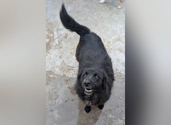 Holly - voller Hoffnung und Liebe