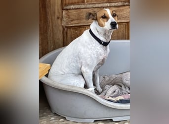 Verspielte Millie sucht ihr Team