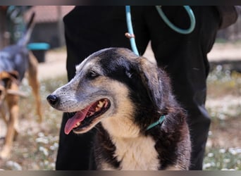 Mika, Mix Schäferhund / Berner Senne , lieb und verträglich