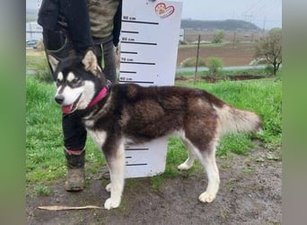 Luna, Husky Mischling