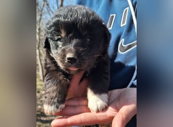 Sina ❤️ junge, aktive Husky-Mix Dame