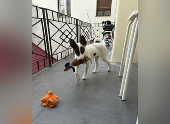 Süßer Leo sucht sein Zuhause