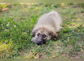 Chip 231427: Hundekind sucht ein Zuhause