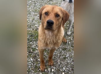 Valor, geb. ca. 05/2024, lebt in GRIECHENLAND, auf einem Gelände, auf dem die Hunde notdürftig verso