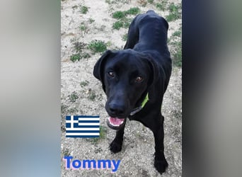 !!NOTFALL!! Tommy u. Toby, geb.03/23 - hübsche Pointer-Brüder suchen ihre Famlie