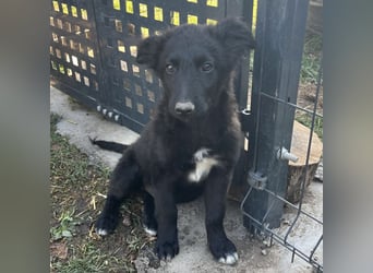 Dobri ein kleiner Spatz
