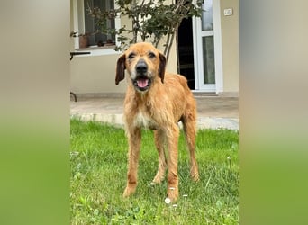 Balu: er hat ganz viel Liebe zu geben