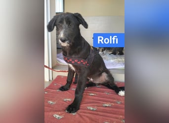 süßer Rolfi sucht sein Zuhause