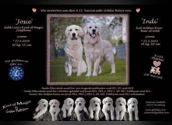 Wir erwarten im Dezember reinrassige Golden Retriever Welpen, die im Februar 25 abgabebereit sind