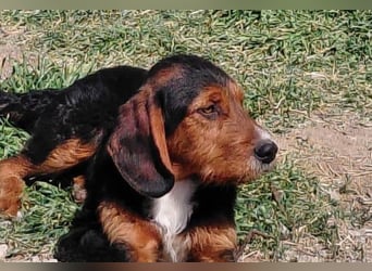 Sarantis - wie es sich für ein Hundekind gehört, ist er freundlich, neugierig und verspielt