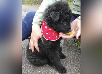 Teddy ein süßer Spatz