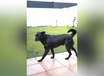 Herzenshund Csibi in Bochum sucht ein Zuhause