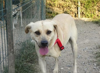 Asya - fröhliche, verspielte, dreibeinige Labrador Retriever-Mix Hündin / zur Zeit noch in Rumänien